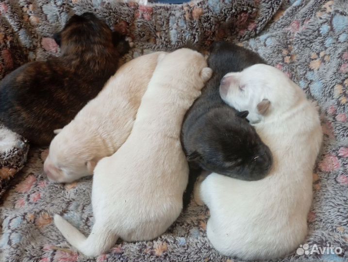 Щенки метисы акита ину