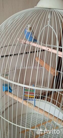 Клетка с попугаем
