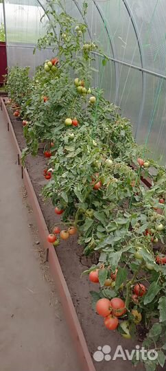 Томат розовый