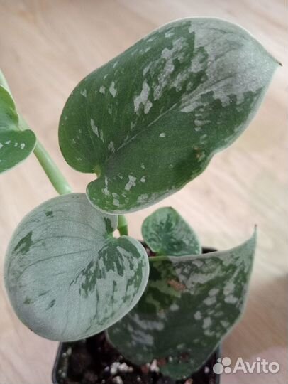 Комнатные растения разные, для дома и офиса