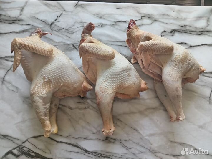 Петушки домашние