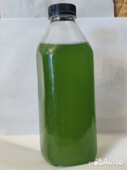 Тетраселмис / Tetraselmis