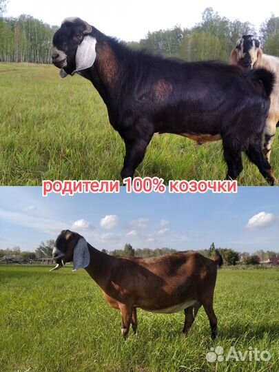 Нубийские козлята 100