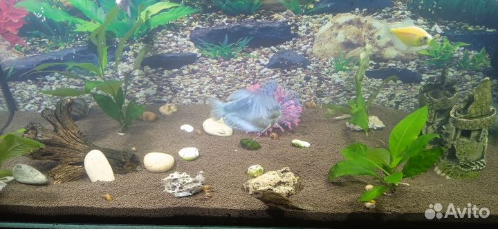 Аквариум, грунт