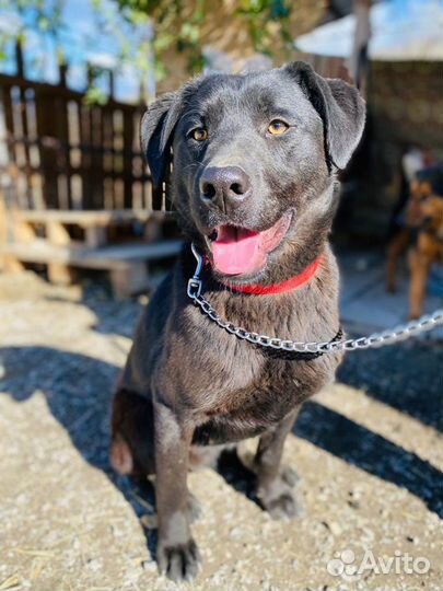 Собака помесь лабрадор друг компанбон