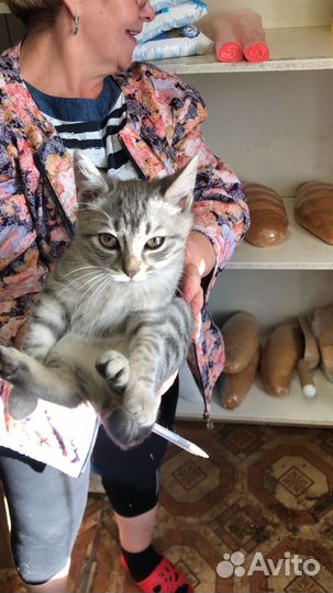 Турецкая ангора