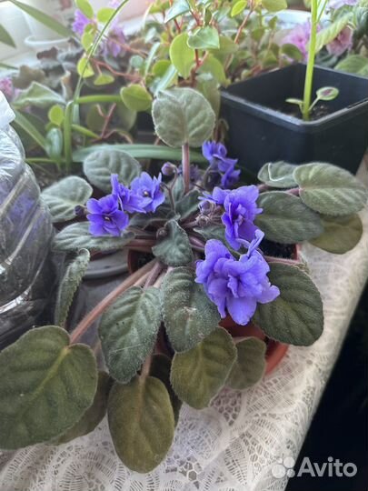 Фиалка в горшках