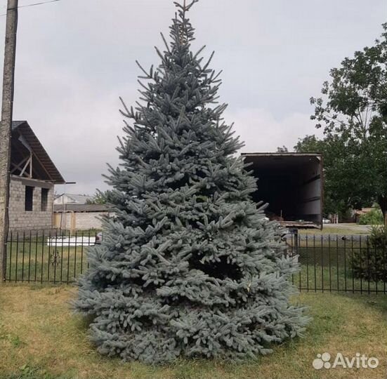 Ель голубая