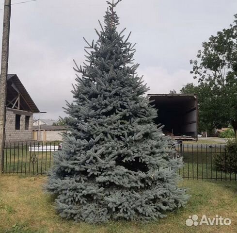 Ель голубая