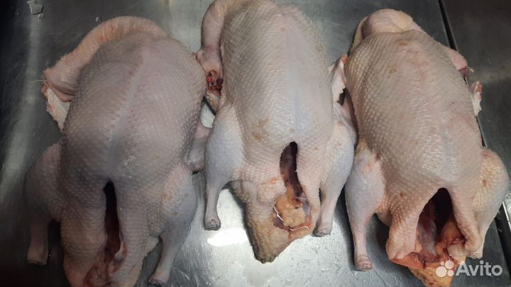 Домашнее мясо птицы