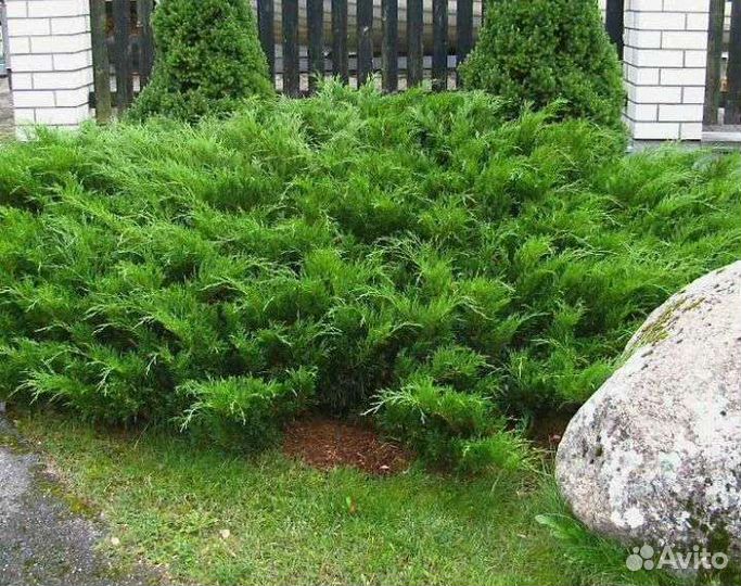 Можжевельник казацкий