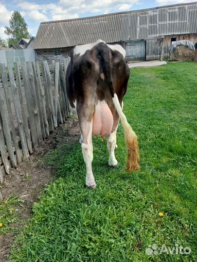 Продаю коров и телочку