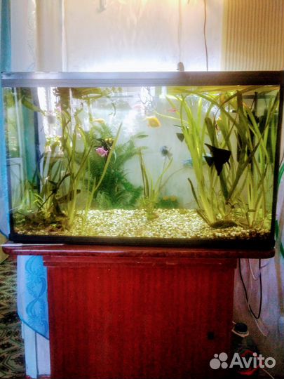 Аквариум