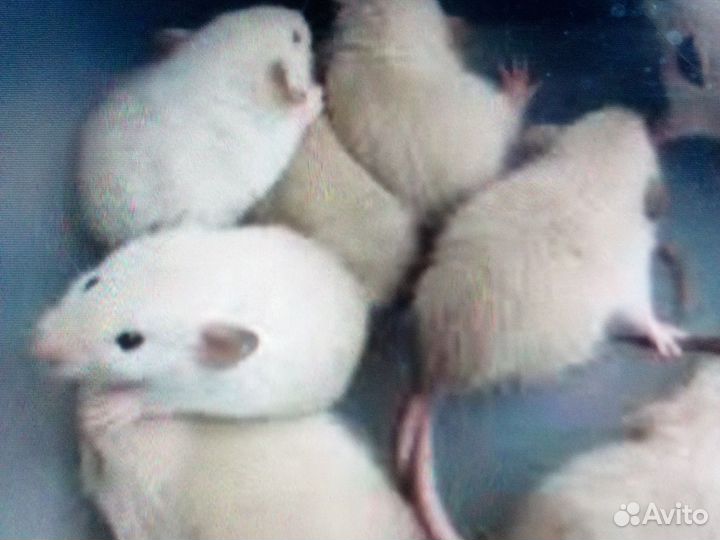 Кормовые крысы