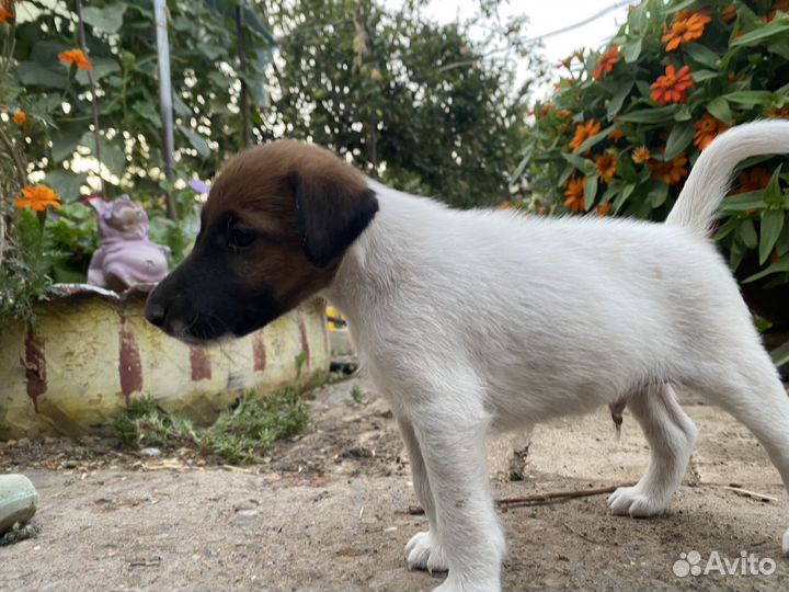 Гладкошерстный фокстерьер