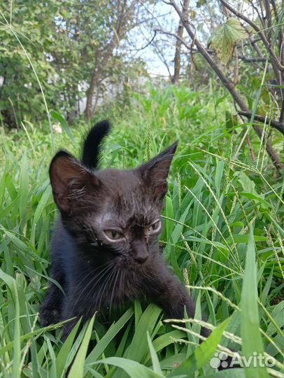 Кошки в добрые руки бесплатно
