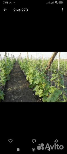 Огурцы свежие для засолки