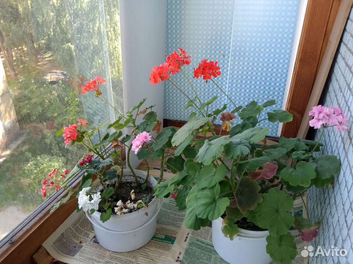 Пеларгония герань