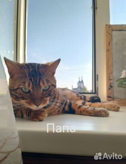 Бенгальские котята
