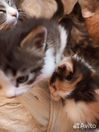 Котята сибирские