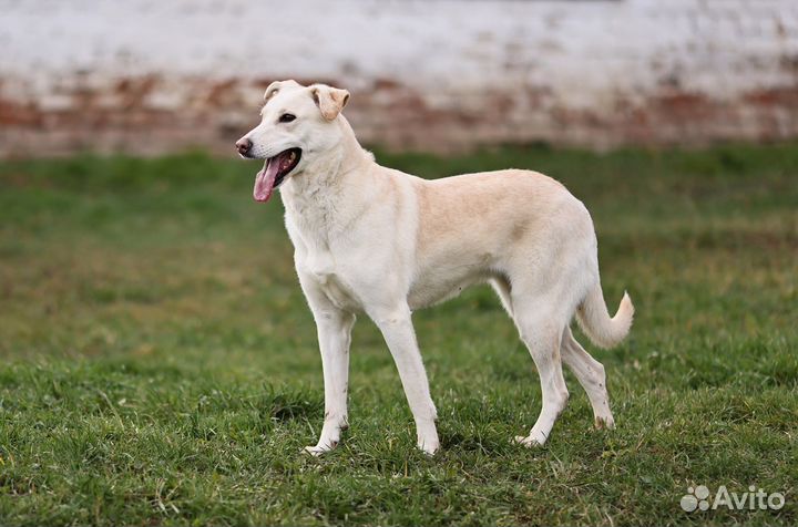 Метис лайки и лабрадора в дар