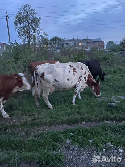 Корова дойная