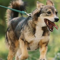 Взрослая собака из приюта