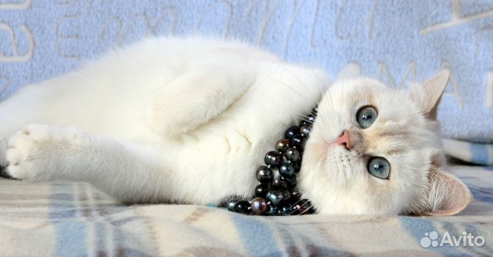 Британские котята золотая и серебристая шиншилла