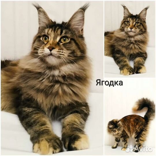 Мейн-кун N/N сертификат, Ягодка, f22