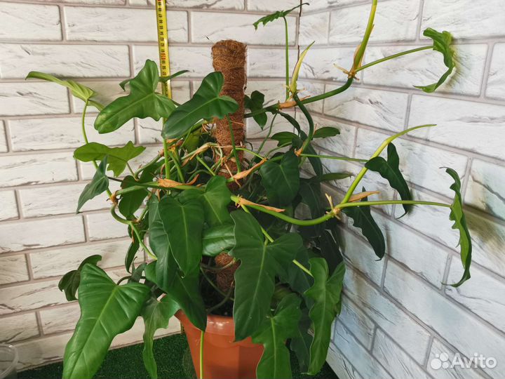 Филодендроны крупномеры