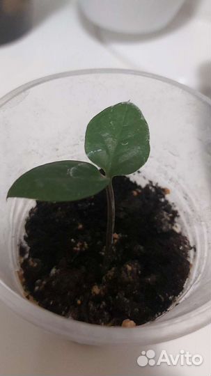 Комнатные растения цветы большие