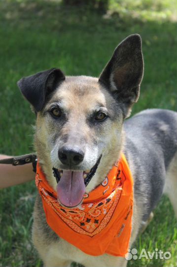 Старый Пашка надеется на чудо