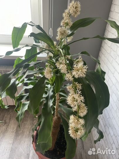 Драцена цветущая