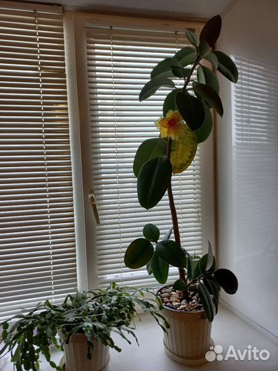 Фикус и Декабрист