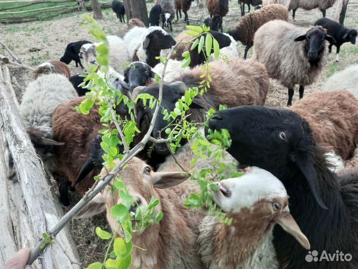 Овцы бараны ягнята оптом