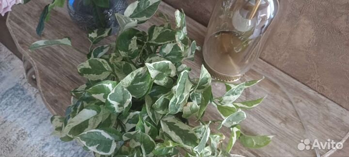 Эпипремнум Н Джой/epipremnum N’JOY