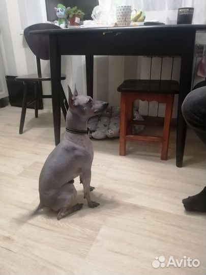 Американский голый терьер