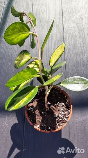 Хойя в ассортименте