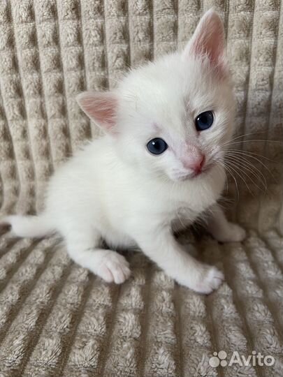 Отдам котенка