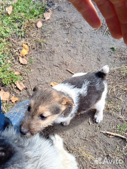 Щенок фокстерьера