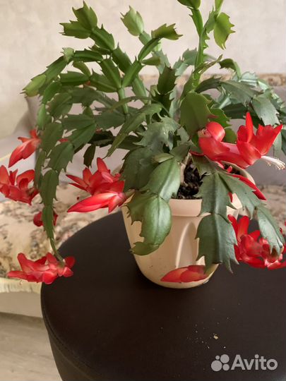 Шлюмбергера