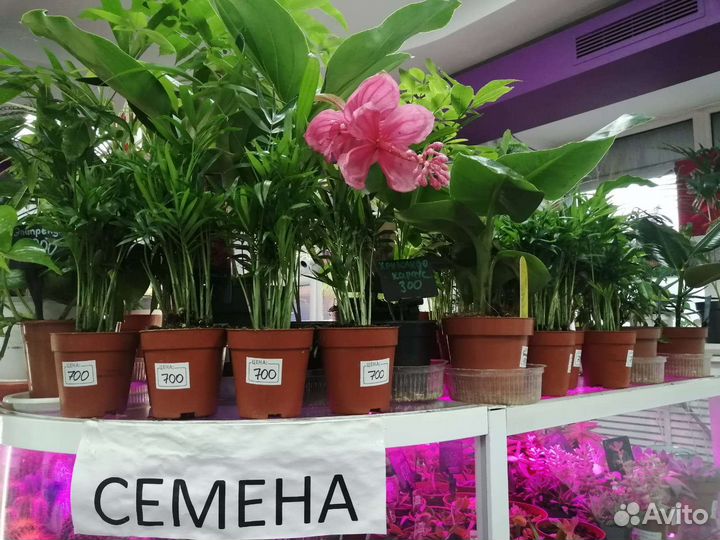 Комнатные растения