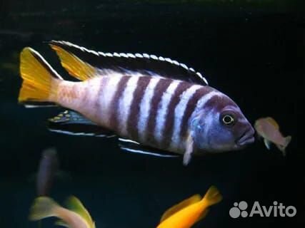 Аквариумные рыбки