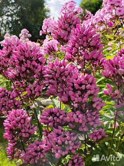 Флокс Бутоник