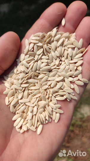 Семена огурца Хабар, Феникс 640, Феникс+