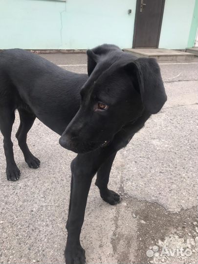 Собака в добрые руки