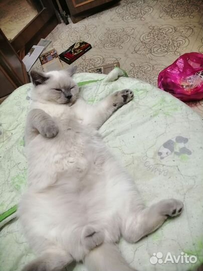Котики породистые
