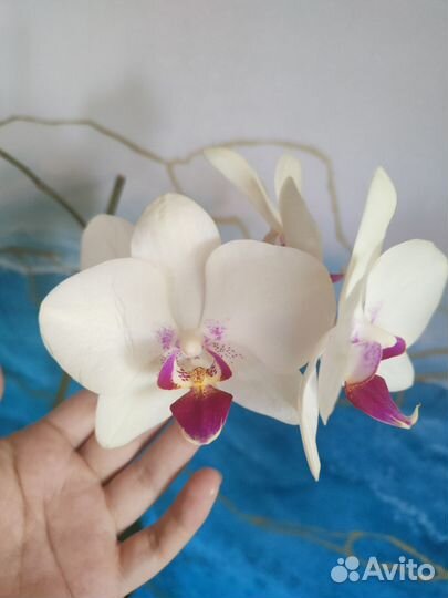 Орхидея фаленопсис Октопус