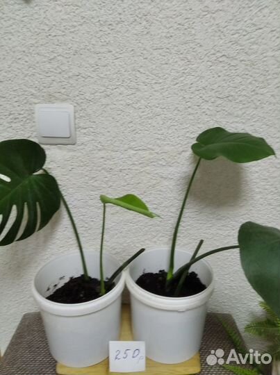 Комнатные цветы Монстера