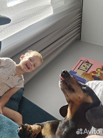 Передержка животных